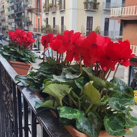 Volare House アパート