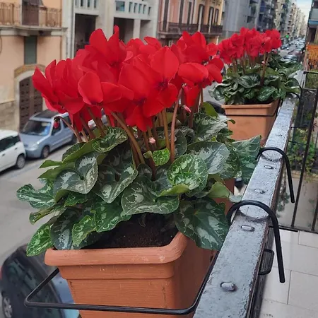 Volare House Appartement Bari