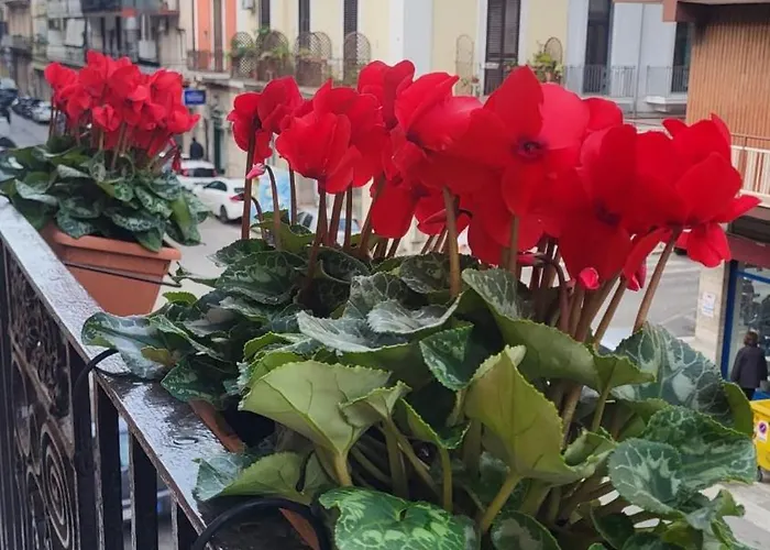 Volare House Appartement